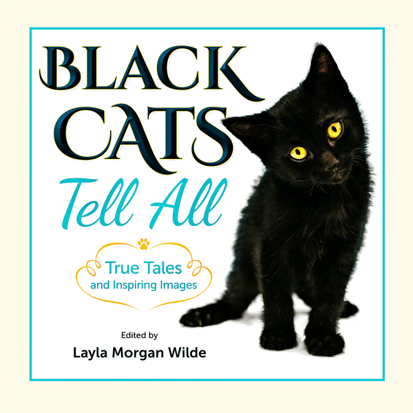 Black cat for sale deals
